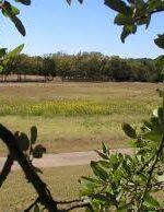 Milk thistle grows wild in New Mexico and many places